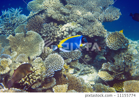 Indian ocean. .Fishes in corals. Maldives.. Indian ocean. .Fishes in corals. Maldives.. 11155774