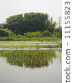 Paddy field 11155823