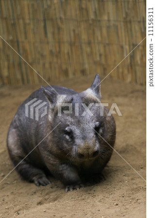 Wombat Wombat 11156311