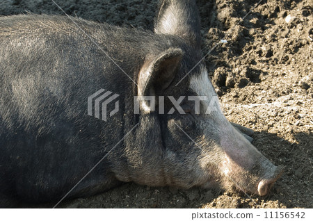 black pig black pig 11156542