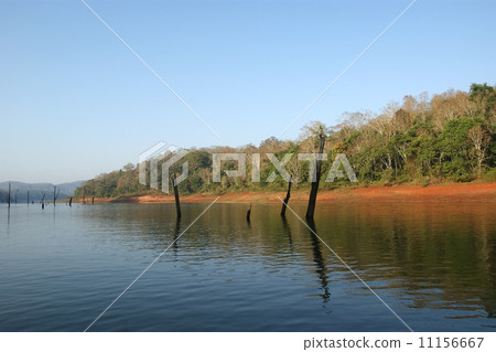 lake, Periyar National Park, Kerala, India 11156667