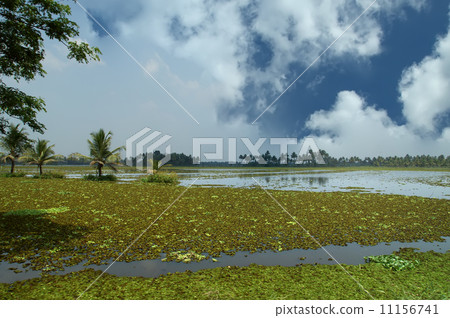 backwaters or swamps in the jungles of Kerala, India 11156741