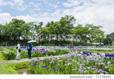 Ayame garden and festival of Tagajo ruins 11156841
