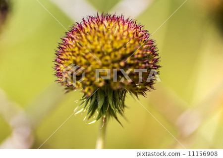 close up of a yellow and red flower with spikes 11156908