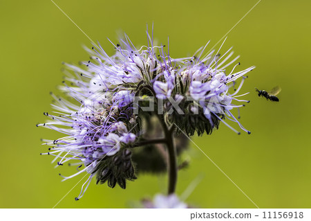 close up of a purple flower with flying insect 11156918