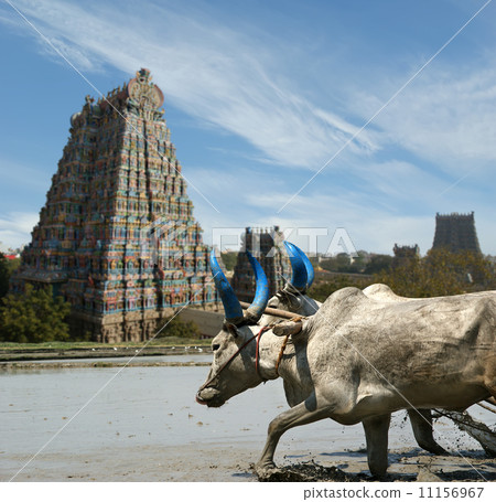 buffaloes in the rice fields on the background of Meenakshi Hindu temple in Madurai buffaloes in the rice fields on the background of Meenakshi Hindu temple in Madurai 11156967