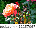 Summer bright flowers. Sunny day. 11157067