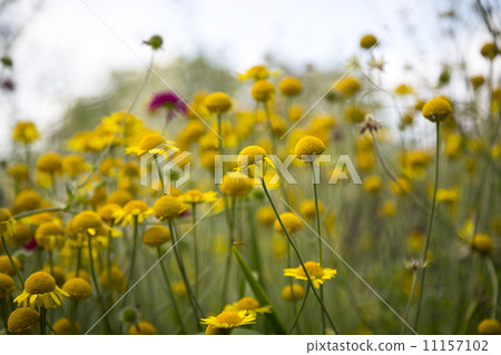close up of a meadow with yellow flowers 11157102