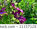 Summer bright flowers. Sunny day. 11157128