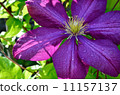 Summer bright flowers. Sunny day. 11157137