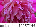 Summer bright flowers. Sunny day. 11157146