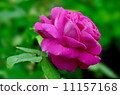 Summer bright flowers. Sunny day. 11157168
