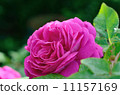 Summer bright flowers. Sunny day. 11157169