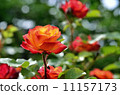 Summer bright flowers. Sunny day. 11157173