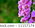 Summer bright flowers. Sunny day. 11157174