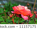 Summer bright flowers. Sunny day. 11157175