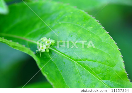An endangered plant Ryukyu hanaikada (semi-endangered (NT)) 11157264