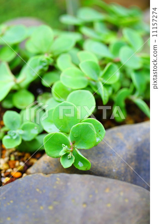 瀕危植物Eutewood Misebaya（瀕危物種II（VU）） 11157274