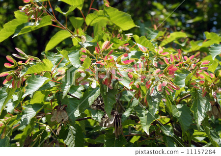 翼開襟羊毛衫 11157284