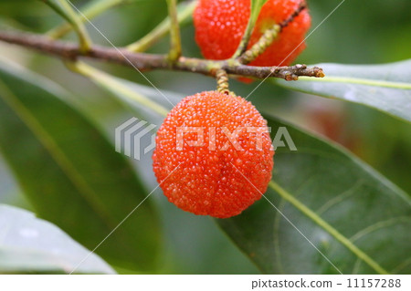 竹林的果實 11157288