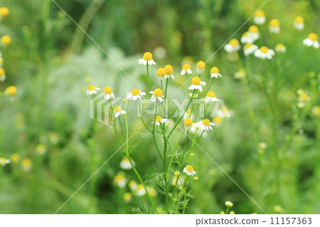 德國洋甘菊花 11157363