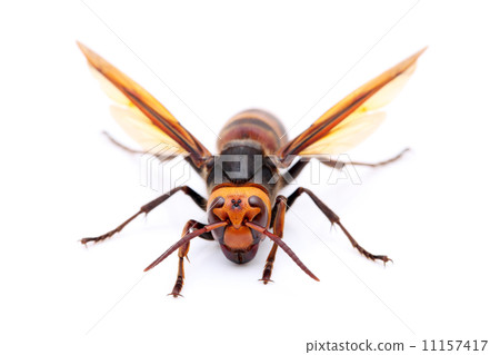 大虎頭蜂 11157417