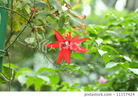 Passe Flora Cockneynea Flower Passe Flora Cockneynea Flower 11157424