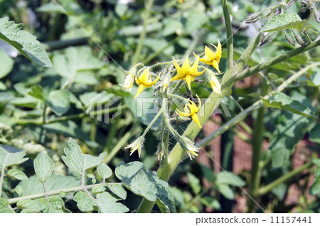 Tomato flower Tomato flower 11157441