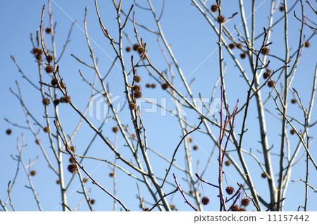 Suzukake's tree. Suzukake's tree. 11157442