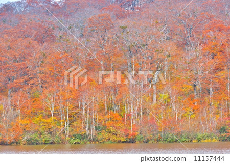 Autumn leaves of beech forest Autumn leaves of beech forest 11157444