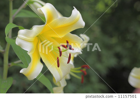 Conca d'O · Lily 11157501