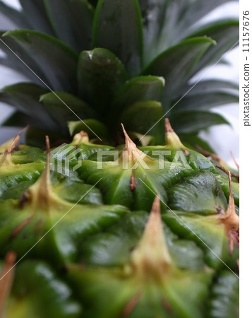 菠蘿 菠蘿 11157676