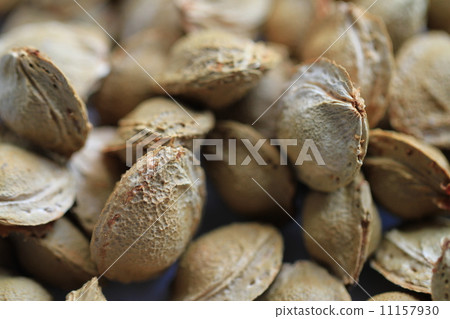 Dried apricot seed Dried apricot seed 11157930