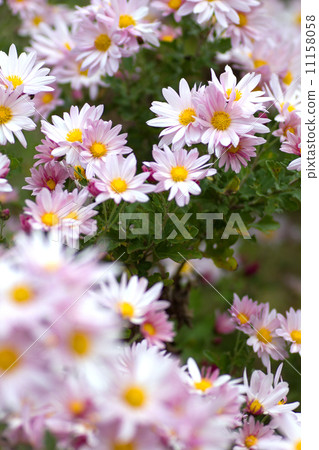 Spray mum. Spray mum. 11158058