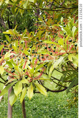 Fruit of Tubukino 11158210