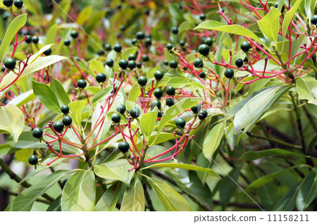 Tubukino的果實 Tubukino的果實 11158211