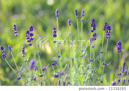 lavender. lavender. 11158283