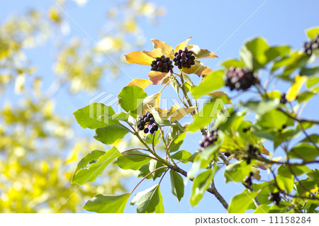 隱形斗篷。 11158284