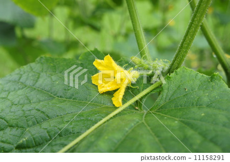 黃瓜 黃瓜 11158291