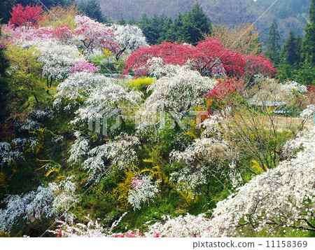 上肢桃 上肢桃 11158369