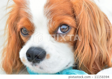 Cavalier Cavalier 11158394