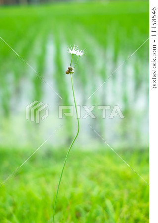 開花在稻田土坎的Novil花 開花在稻田土坎的Novil花 11158546