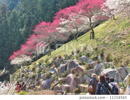 Yoshino Umezo, Ome City, Tokyo 11158565