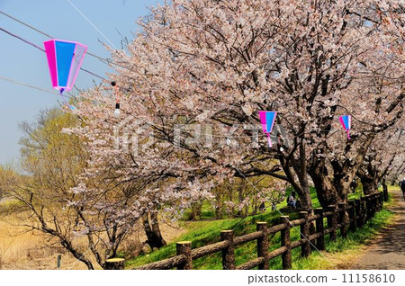 Fukuoka weir cherry story 11158610