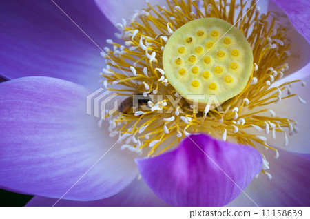 Oga蓮花和蜜蜂 11158639