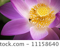 Oga蓮花和蜜蜂 11158640