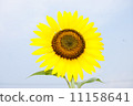 向日葵 11158641