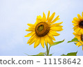 向日葵 11158642