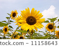 向日葵 11158643