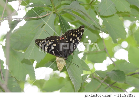 Charonda 11158855